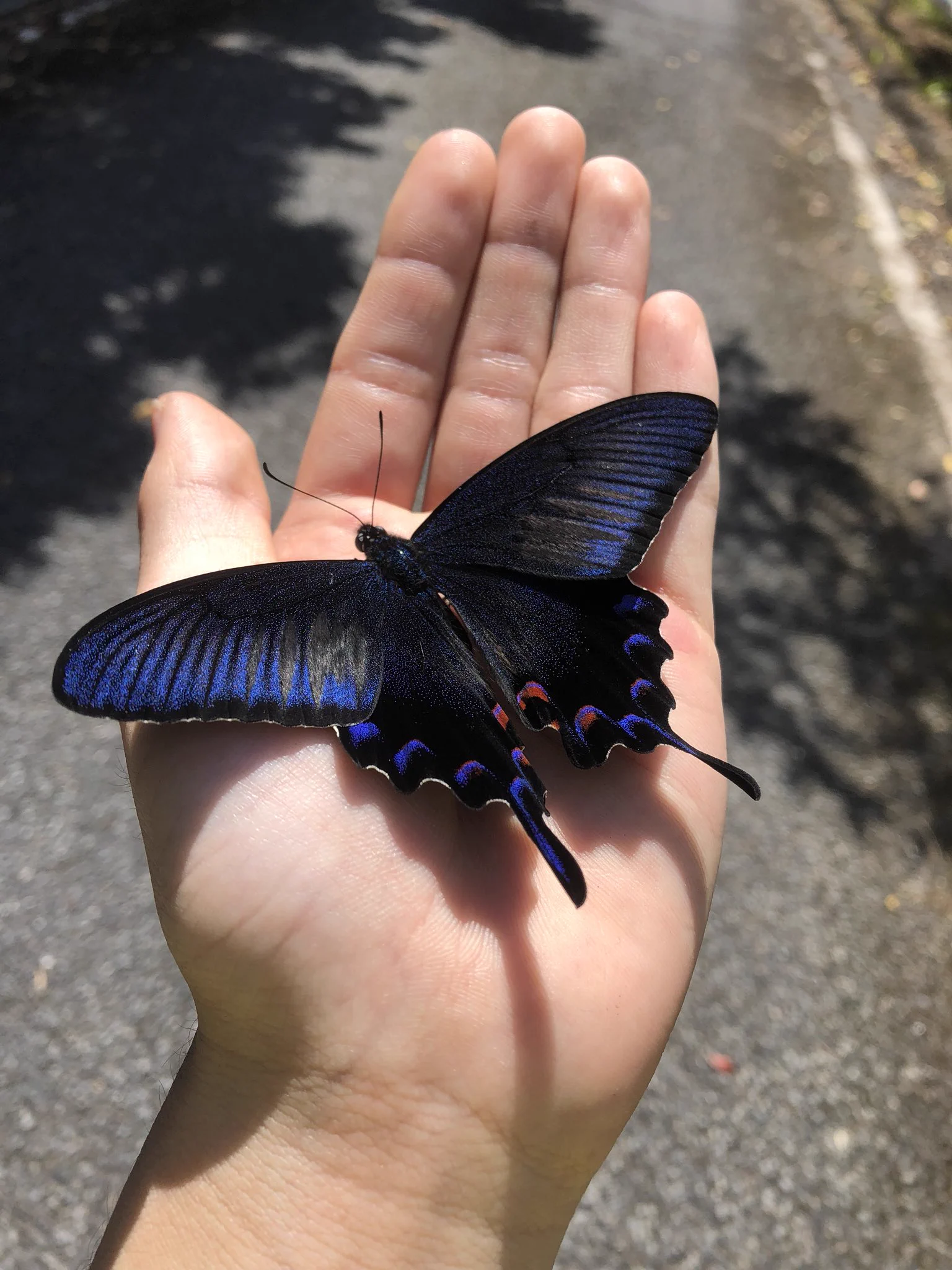 「アマミカラスアゲハ」美しい羽根の色にため息・・・・。