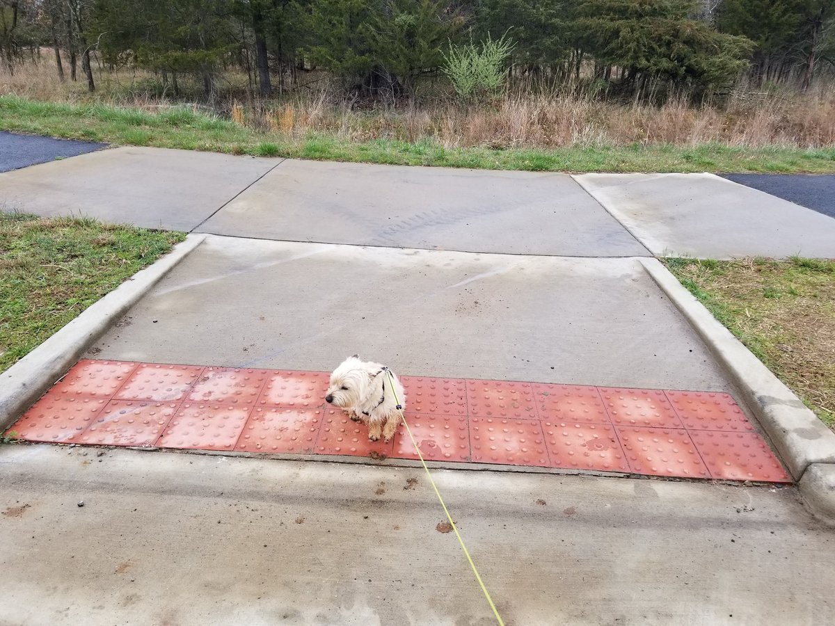 HonigMrs's tweet photo. I took Ozzy for a walk today and he started thinking about math. (He's a math nerd.) Each terra cotta tile is approximately 12 square inches. What is the area and perimeter of the raised crosswalk? How many raised circles are there? @SandersCornerES #Ozzylovesmath #mathdaily https://t.co/E2VDMFGSAk