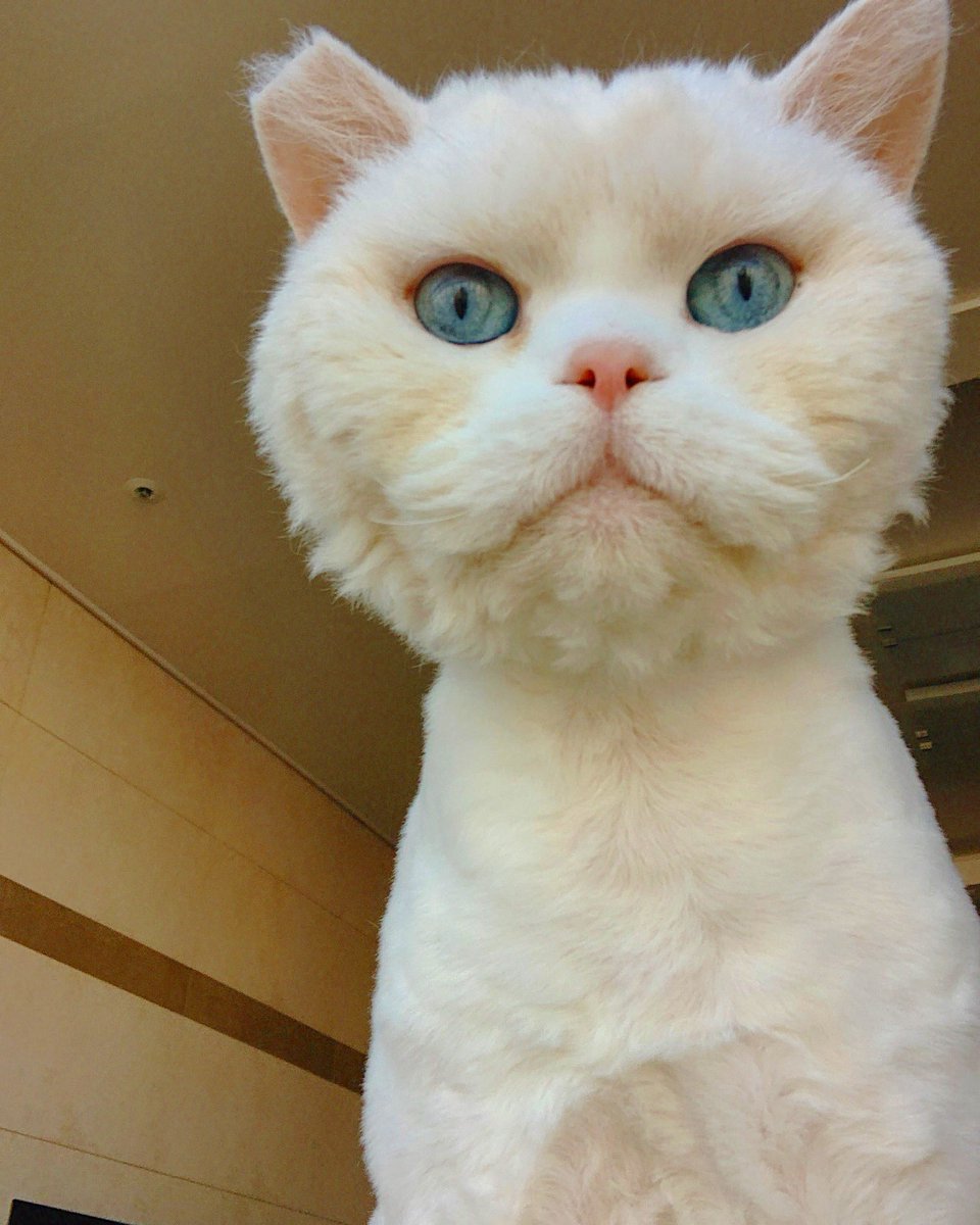happygato's tweet photo. 우주의 셀카🐟 https://t.co/zcBqjNncB1