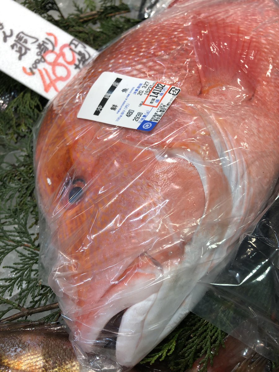 吉池 沖縄県糸満産 幻の魚 せんねん鯛入荷 千年に一度しか獲れない魚とか さすが 千年の名前に負けないくらい堂々としていて 鮮やかな赤であり 輝いています 吉池 沖縄県糸満産 幻の魚 せんねん鯛入荷 千年に一度しか獲れない魚とか さすが 千年の名前に負けないくらい堂々としていて 鮮やかな赤であり 輝いています
