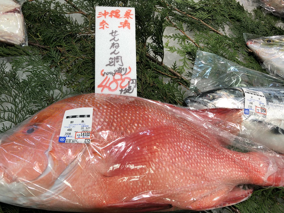 吉池 沖縄県糸満産 幻の魚 せんねん鯛入荷 千年に一度しか獲れない魚とか さすが 千年の名前に負けないくらい堂々としていて 鮮やかな赤であり 輝いています 吉池 沖縄県糸満産 幻の魚 せんねん鯛入荷 千年に一度しか獲れない魚とか さすが 千年の名前に負けないくらい堂々としていて 鮮やかな赤であり 輝いています