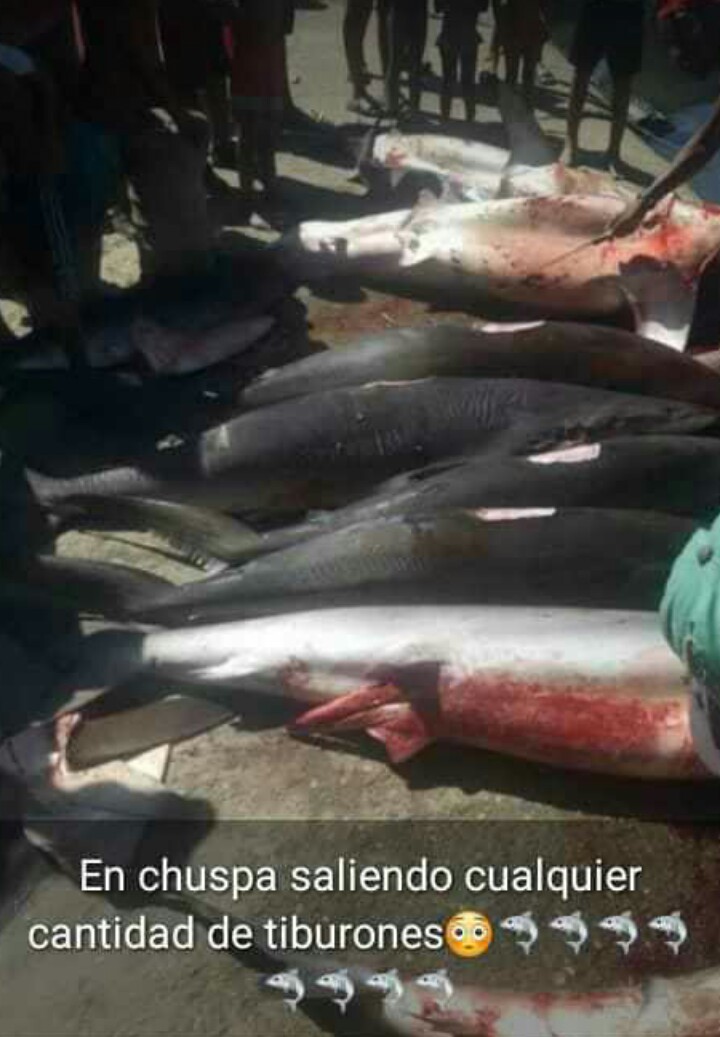 En las costas de Vargas se está  cometiendo un un delito gravisimo con contra de las especie marina, pescan sin control tiburones que llegan cerca de las costas.

Hago un llamado a las autoridades competentes para poner fin a esta práctica.