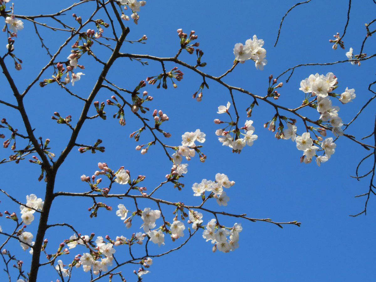 休館日を挟んで博物館に来てみたら 旭川沿いの桜がもうこんなに咲いていました 春はあっという間 03 24 岡山県立博物館