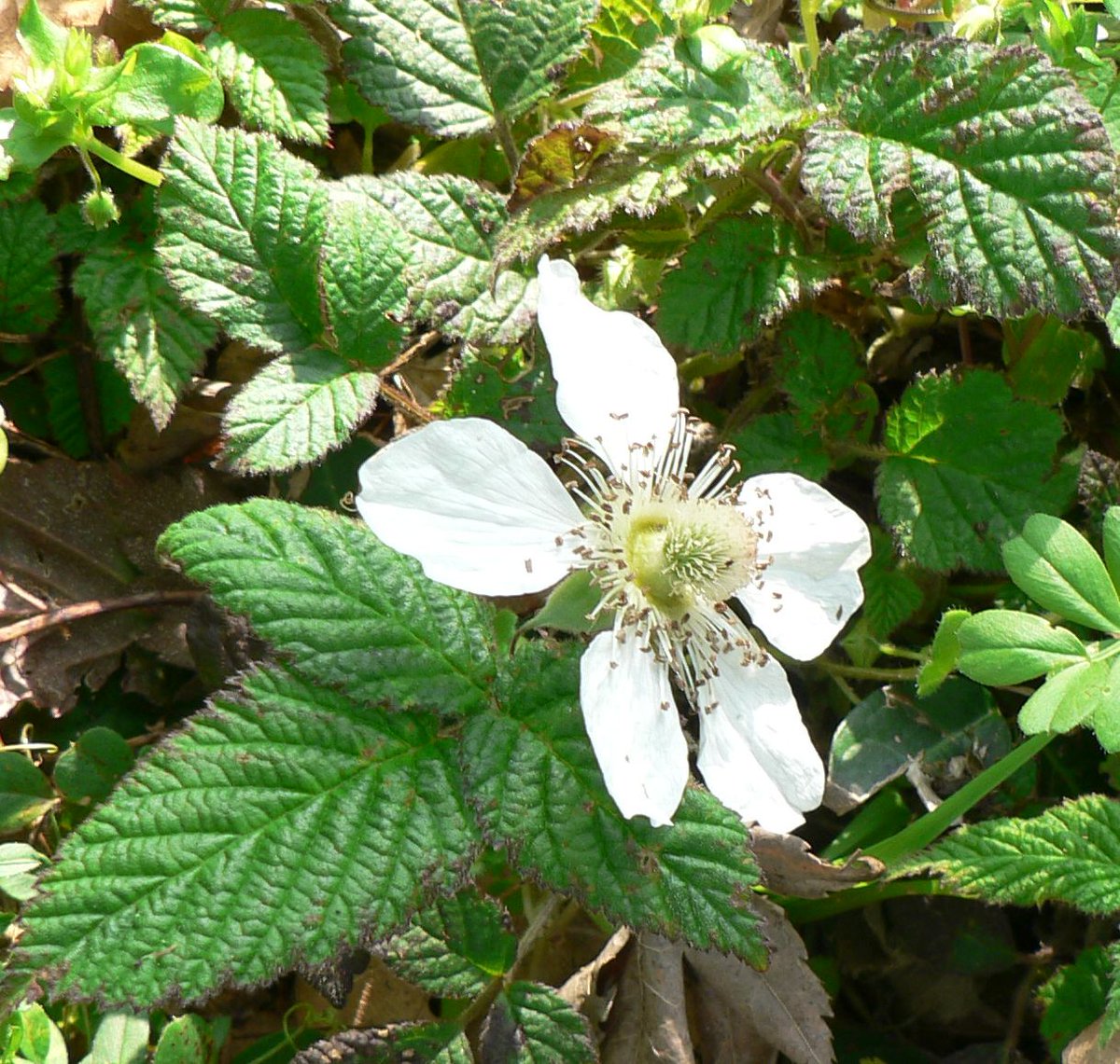 こころんグリーン على تويتر 城の鼻公園の斜面に クサイチゴが咲いています 白い大柄の花がとても 魅力的です 白い花びらが メいっぱい開いてます クサイチゴ 城の鼻公園 白い花 大柄の花 春 春の花 山野草 野草 園芸 ガーデニング 熊本市南区