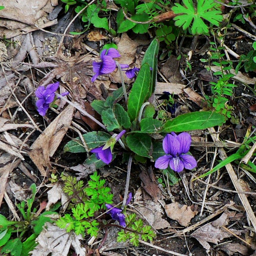 こころんグリーン 城の鼻公園の草むらに 紫色のスミレの花がまとまって咲いていました 小さな花ですが 凄く可愛らしいです 春の到来を予見させる花です スミレ 城の鼻公園 紫色 小さな花 春 春の花 山野草 野草 園芸 ガーデニング 熊本市