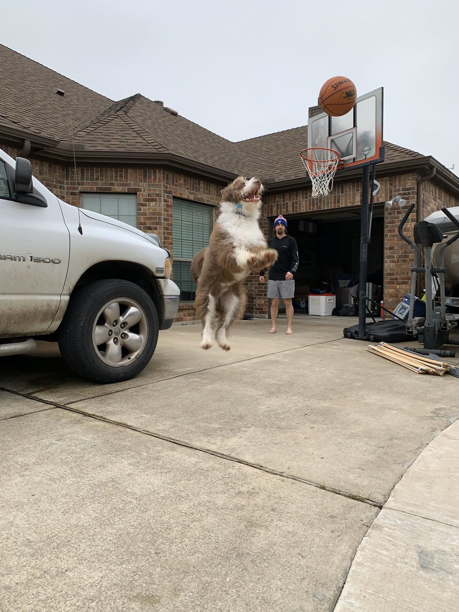 Day #??? of quarantine: taking action shots of my dog 

Think they turned out pretty good