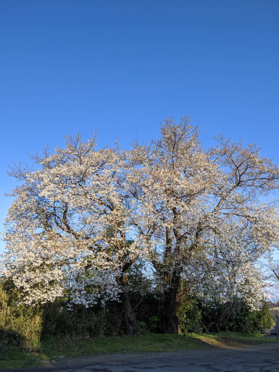 marukitoken's tweet photo. 今日からしんどい治療が始まる父。朝の散歩で撮った写真が家族ラインに。父を応援してくれているような富士山と桜。 https://t.co/Jr0QOmh1or