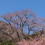 ツイートに含まれる画像