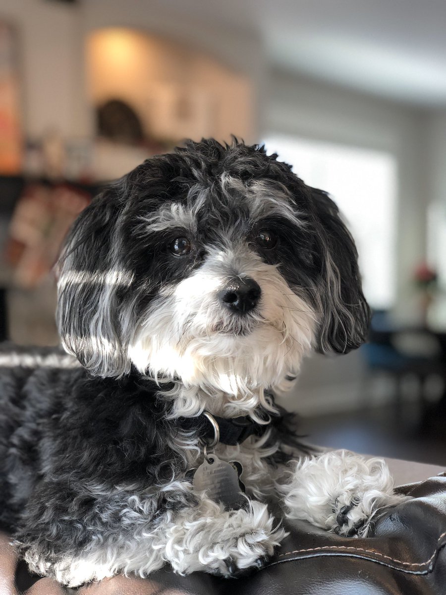 dkheileson's tweet photo. @alwayssunny Because... #NationalPuppyDay https://t.co/AS6lLiADzo