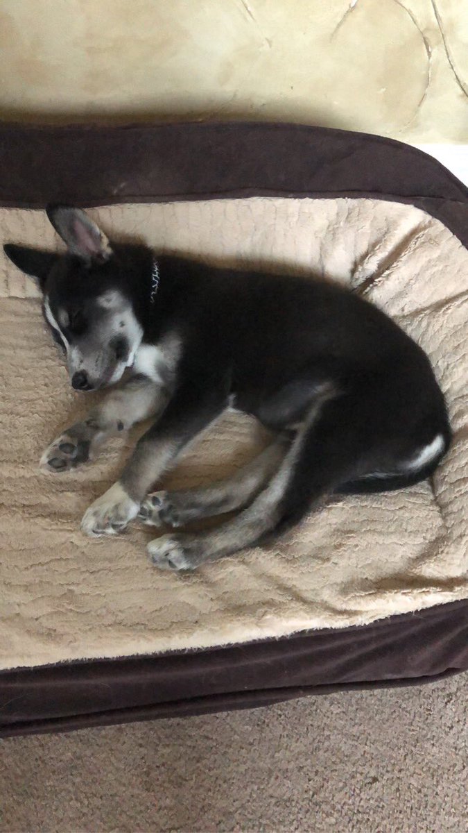 carlyswayrescue's tweet photo. Happy #NationalPuppyDay to everyone! 🐶🐕 https://t.co/HZBsxaOv9l