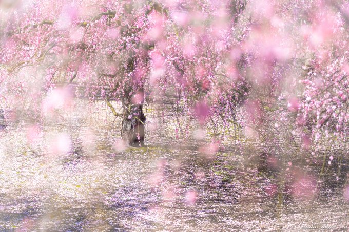 しだれ桜のtwitterイラスト検索結果