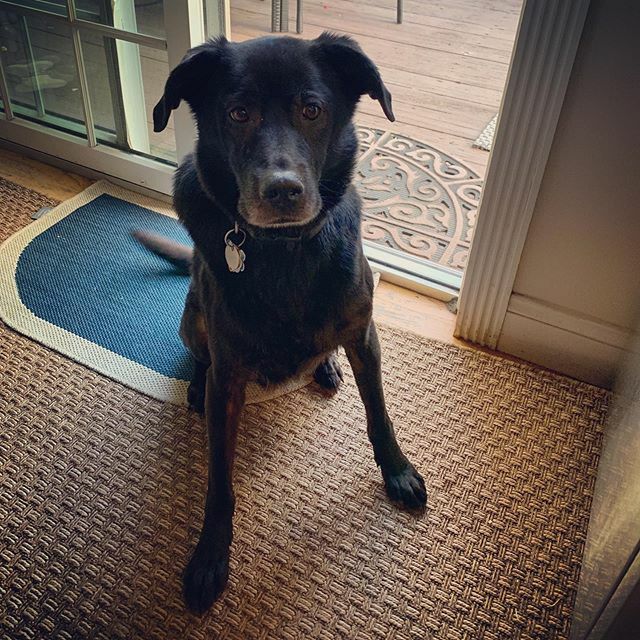 frankdevita's tweet photo. Pupper day for the goodest boy 📷 @pdevita134 https://t.co/9X3LH8Bkv5 https://t.co/0wClT7LAi4