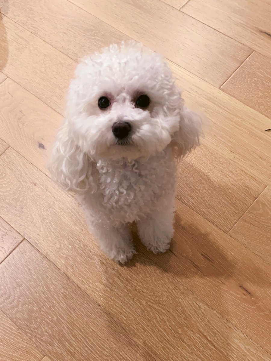 Happy National Puppy Day 🐾