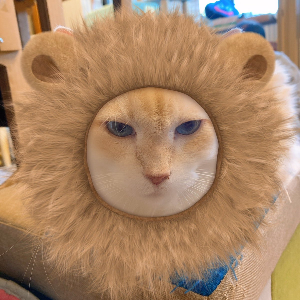 ট ইট র 猫カフェ 猫まるカフェ別館 ガム男は 猫で良かったと思うんだめぇ もしガム男がライオン だったら 本当に怖いと思うんだよめぇ 猫まるカフェ 保護猫 にゃんスタグラム ネコスタグラム 猫部 ねこら部 Cat Rescuecat Catstagram