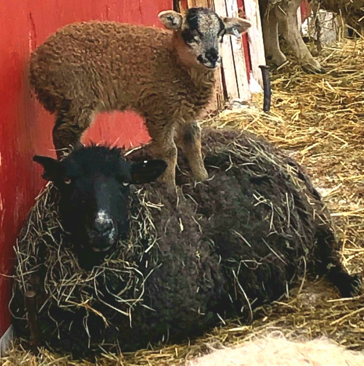 First day of home-school... #YYC #Calgary #farmanimals