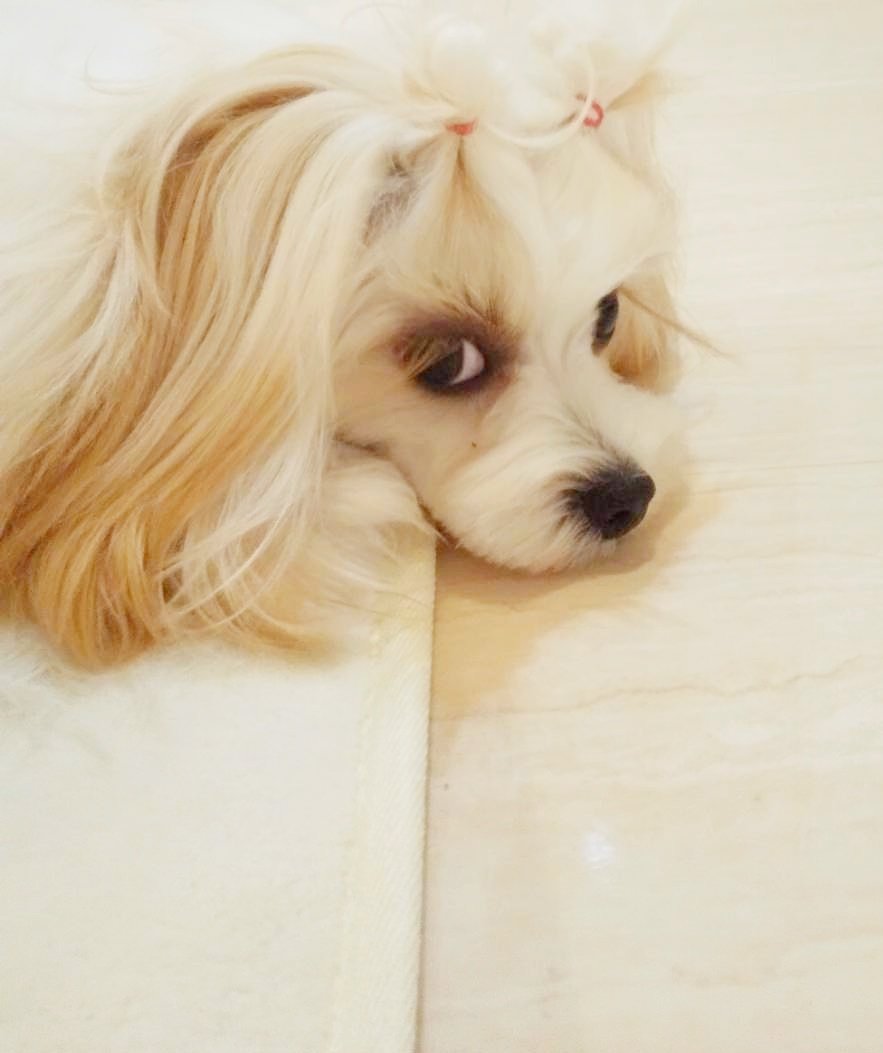 はゆ 凶暴な小型犬に襲われる En Twitter なんだか最近横顔が大人っぽくなってきた キャバリア マルチーズ マルキャバ 犬好きさんと繋がりたい