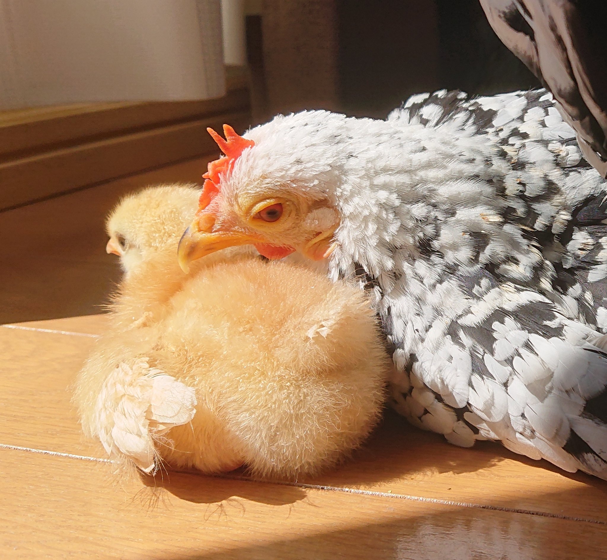 にわとり&ひよこ♡バスケット にわとり&ひよこ♡バスケット