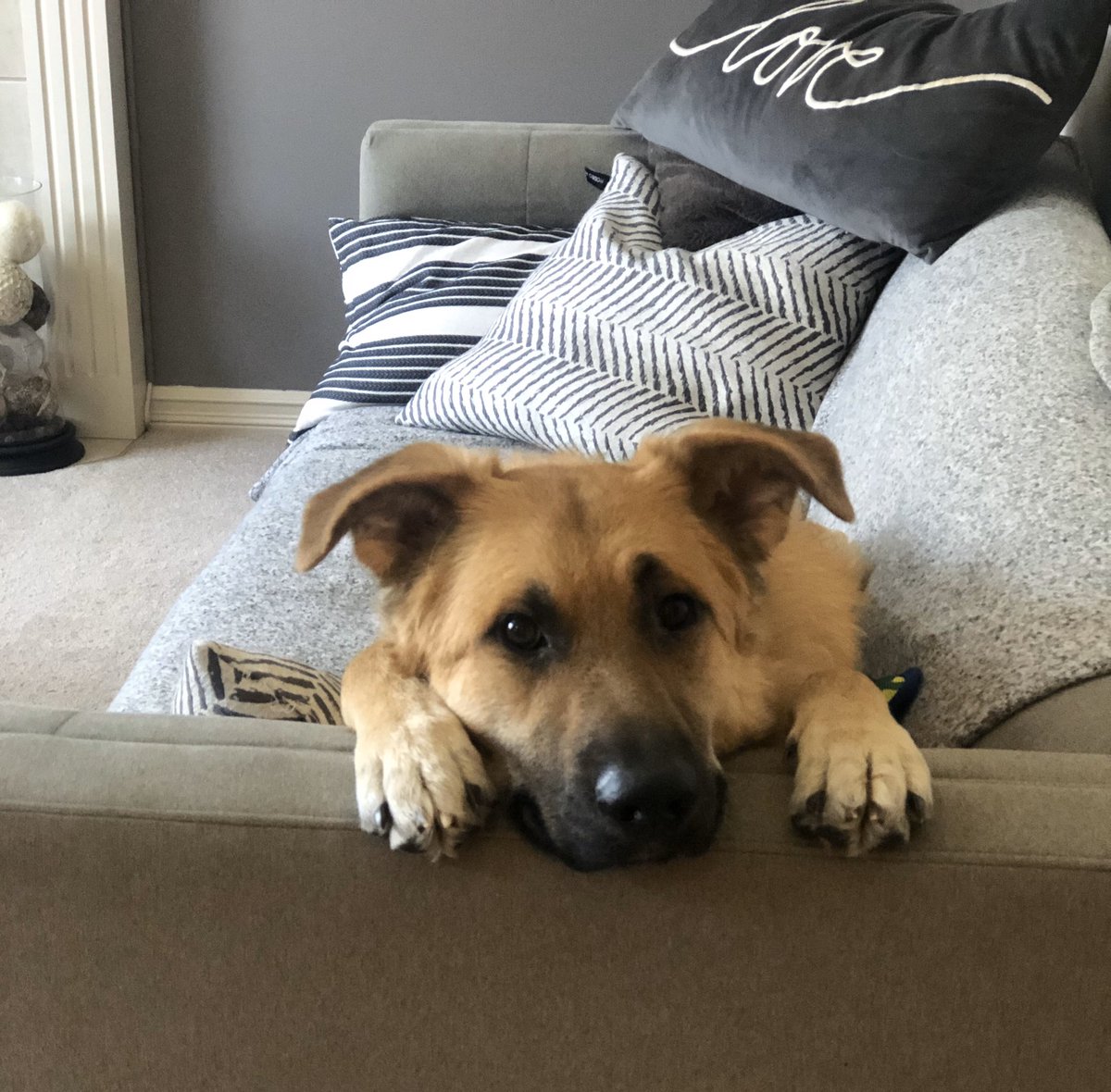 Sheils29's tweet photo. This face ❤️#nationalpupday #jax https://t.co/wyQOfPAMTB