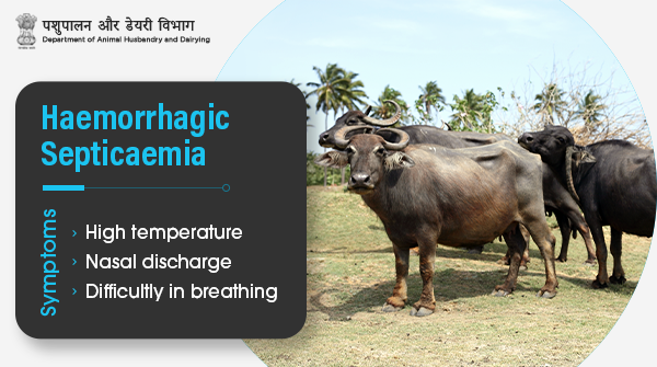 Dept_of_AHD's tweet photo. Buffaloes are generally more susceptible to Haemorrhagic Septicaemia (HS) than cattle and show more profound clinical signs. In endemic areas, most deaths are confined to older calves & young adults!
#Catttle #AnimalWealth #Buffaloes #DiseaseFree https://t.co/YFpzYoDzy1