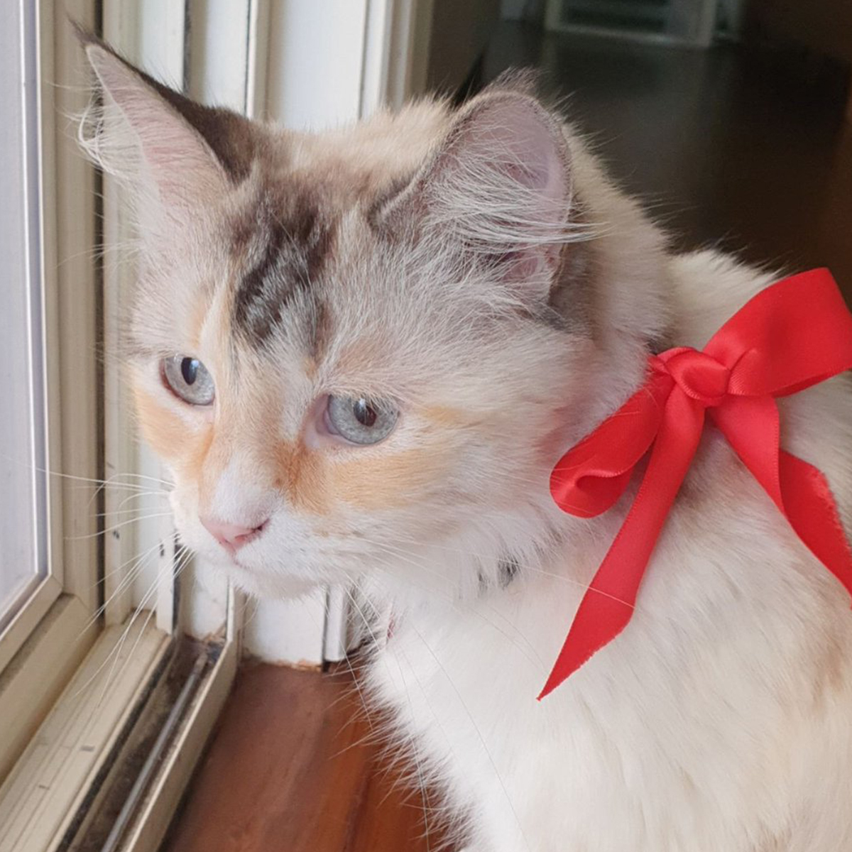 Macquarie_Uni's tweet photo. We've been saving the best for last! #PetsOfUSYD, #PetsofUNSW, #PetsofUWA, #PetsofANU, #PetsOfQUT and #PetsAtLaTrobe, you've got nothing on #PetsofMQ! 😺🐶#AusUniPetWars https://t.co/3a8dwj1vn1