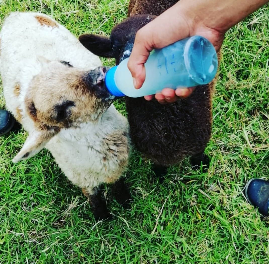VillateJulian's tweet photo. Buen recuerdo del trabajo MVZ, ojala pronto vuelva la calma al planeta, y la tranquilidad de trabajar y compartir con los animales. https://t.co/oYrELycspC