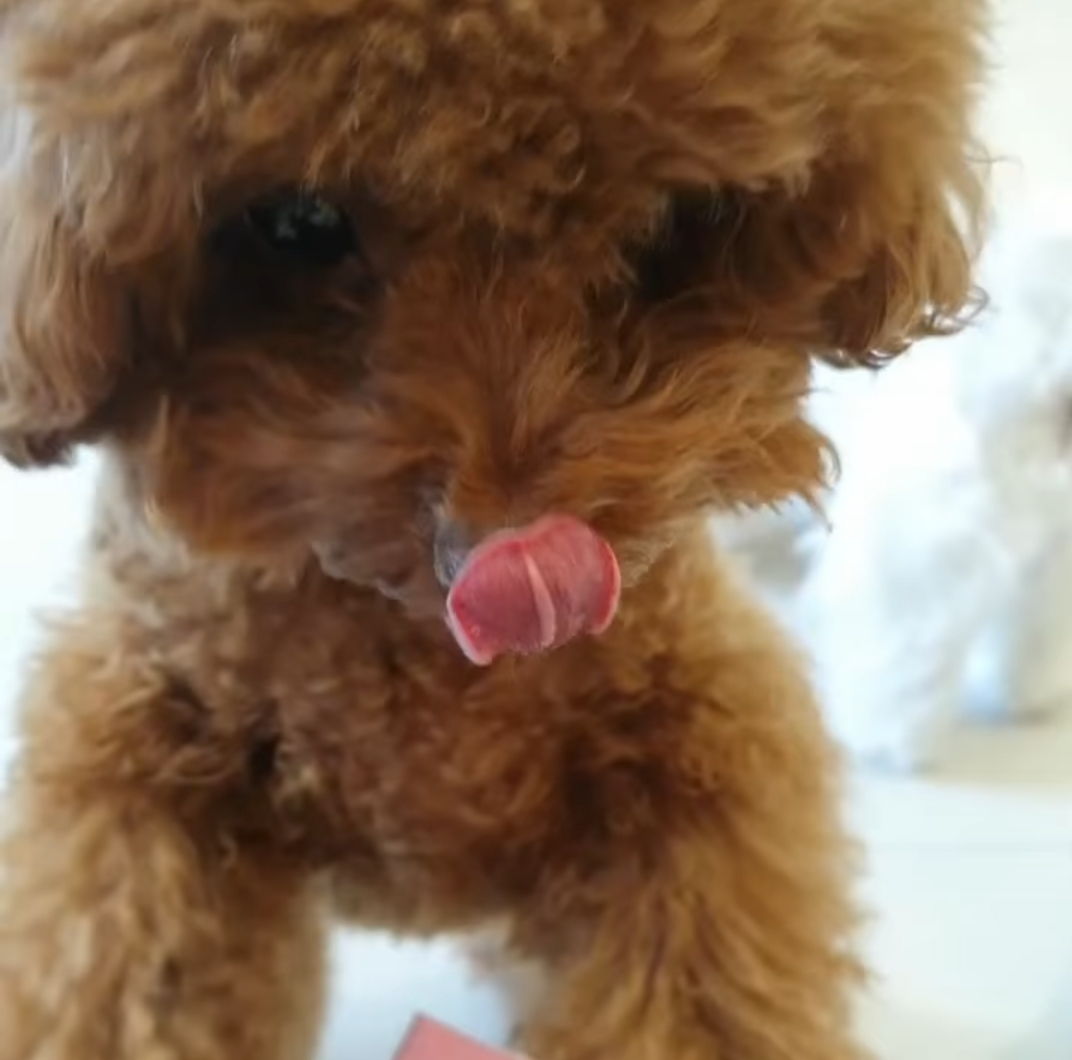 akeytsukako's tweet photo. 3puppyさんのインスタに登場した コムガのおやつタイム🔑💕🥰
#SHINee #KEY
#Commedes #Garcons
#Commega
#3puppy https://t.co/0ebPCss9SJ