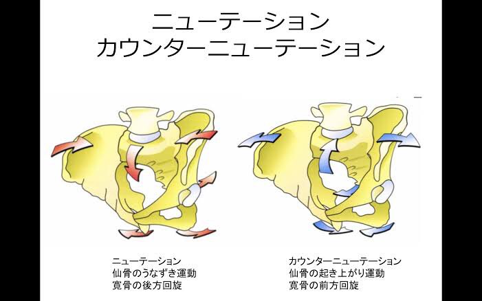 ミゾロユウ Pt 独立 自由な生き方 カウンターニューテーションがダメだ っていう人もいますね 仙骨の動きもそうですが 状況に合わせてどちらもできる のが一番自然な気がします ミゾロユウ Pt 独立 自由な生き方 カウンターニューテーションがダメだ っていう人もいますね 仙骨の動きもそうですが 状況に合わせてどちらもできる のが一番自然な気がします
