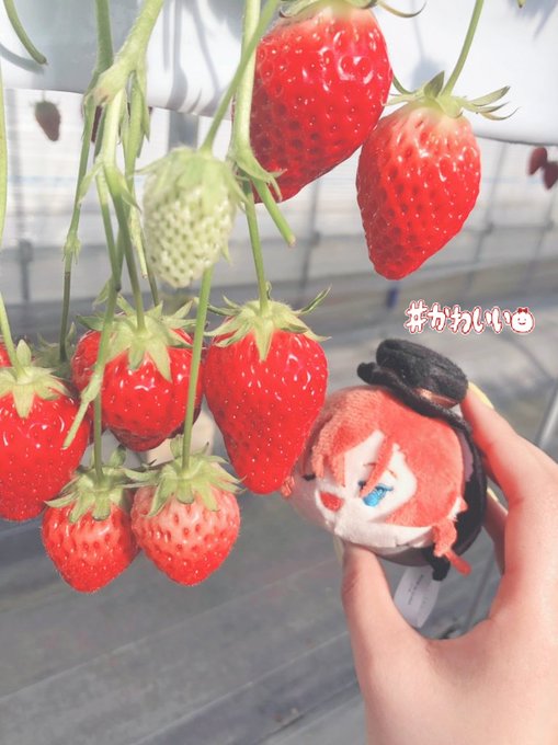 いちご狩りのtwitterイラスト検索結果 古い順