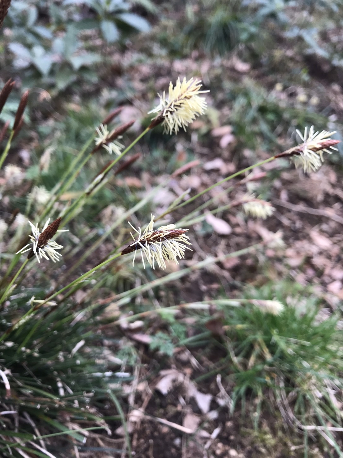 調布市 Ar Twitter 野草園の花情報 野草園では ヒメカンスゲ 姫寒菅 が見ごろとなっています 単子葉植物カヤツリグサ 科スゲ属の多年生草本であり スゲとしては小柄で山間ではごく普通に見られます 花言葉は 諦め T Co Hvztecjxfl Chofu 調布