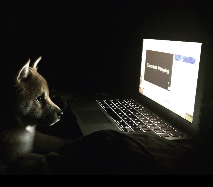 FinalButtPro's tweet image. this picture of my dog watching a recording on youtube of different sounds dogs like looks like an ad for a coding bootcamp