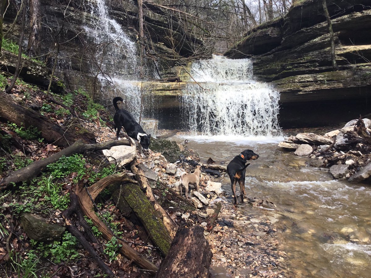 MarieMstrader's tweet photo. I love spirit weeks but I don’t do selfies so here’s a picture of my 3 doggies on our walk. @MustangCulture @MCR1Mustangs @mcr1_nhs https://t.co/lMF7QtTMFN