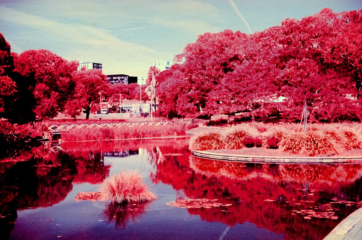 adamnorthphoto's tweet photo. Victoria Park Colour infrared
@leica_camera  #victoriapark
#filmphotographyproject #leicam6 @Kodak  @KodakProFilmBiz @FilmsnotDead @LeicaFotografie #foliage #colorinfraredfilm #colorinfrared #filmforever #longlivefilm #adamnorth #adamnorthphoto visit https://t.co/eocJ88cdJ4 https://t.co/vntDoox8Qf