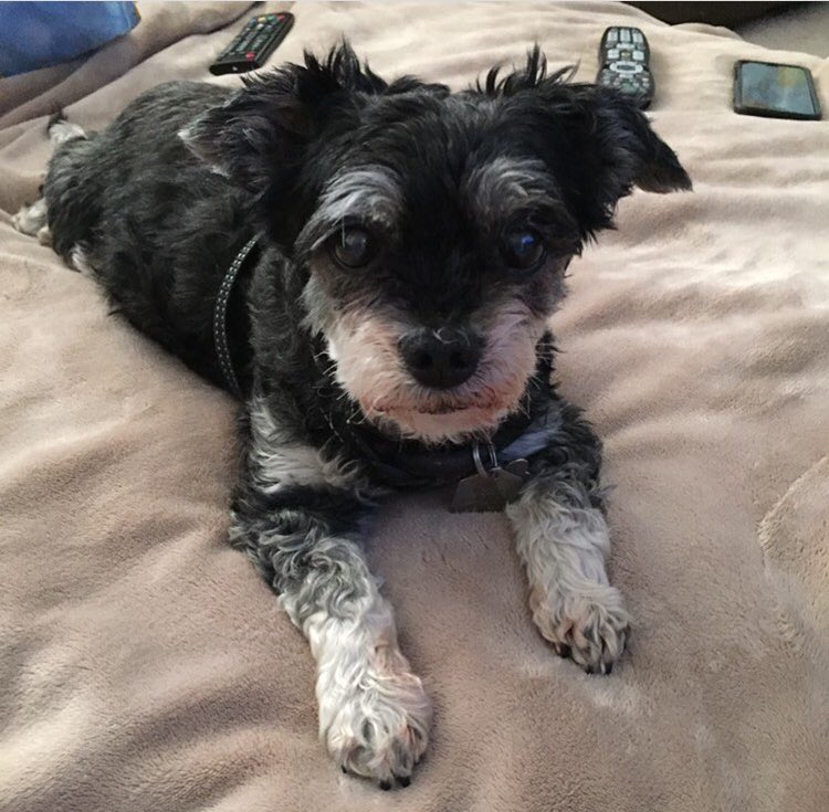 amycpooh's tweet photo. Gone, but not forgotten.  Forever in our hearts, baby girl. 💖💖💖 #NationalPuppyDay #ourlittleprincess https://t.co/hudYCkkc1a