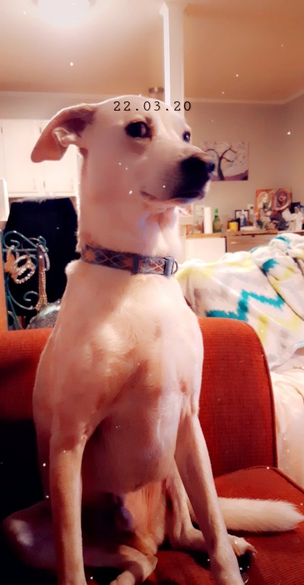 slittle426's tweet photo. @theCHIVE Judgemental ass Dobby lookin ass #HANK https://t.co/HpYEkNJqdj
