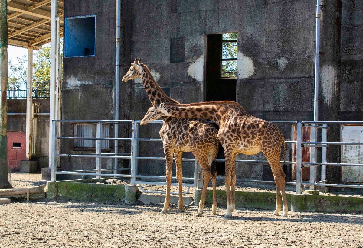 宮崎市広報 宮崎市フェニックス自然動物園 園内の様子 R2 3 11 マサイキリン のコユメとトウマ 二人はいつも仲良し コユメのお腹が随分大きくなっています 人間のようにエコーで調べるわけにいかず 出産日の予想は難しいそうです 飼育員はいつ