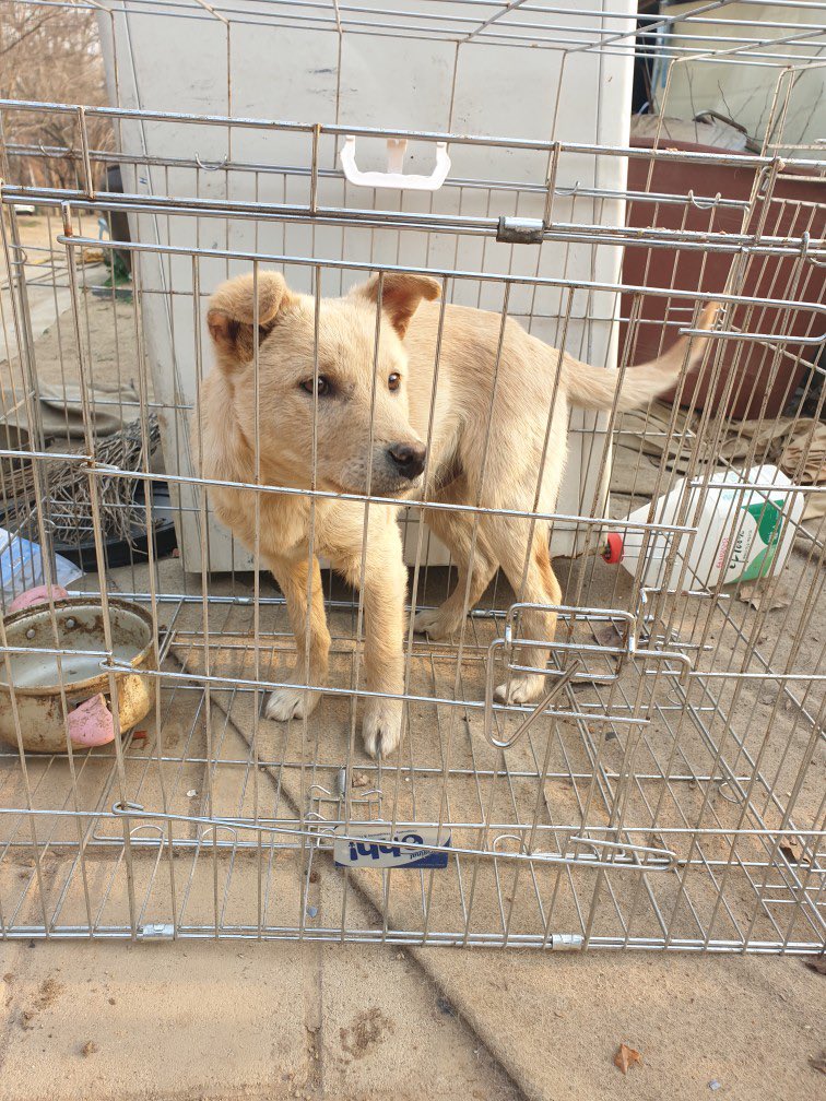 RT부탁드립니다. 20여 마리의 진도믹스 유기견 구조에 대해서 단체에서는 입양홍보 외에는 도움을 줄 수 없다고 합니다. 대구 동구 보호소는 공고기한이 지나면 칼안락사라 보낼 수가 없습니다. 펜스설치비용 및 피부병치료금액이 생각보다 많이 들어 소액이라도 좋습니다 ㅠㅠ 많은 관심 부탁드립니다