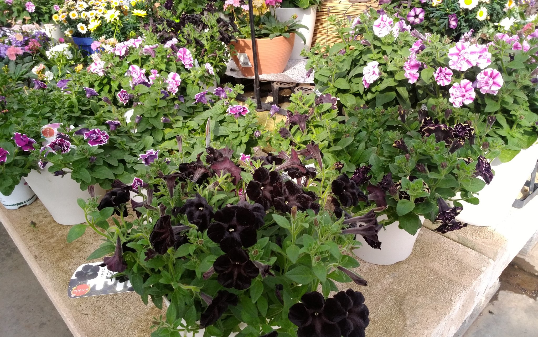 雪龍 紫陽花 A Twitter 花園道の駅にて ペチュニア 黒之瀬戸 華みやび 桃ふたえ さらさ 雪龍 紫陽花 A Twitter 花園道の駅にて ペチュニア 黒之瀬戸 華みやび 桃ふたえ さらさ