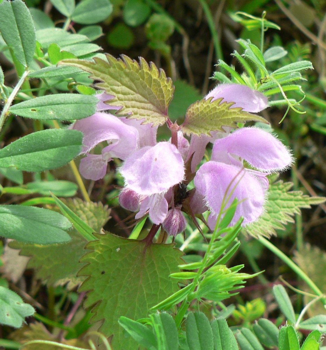 こころんグリーン オドリコソウが草むらの中に 花咲いています ピンクの花が 輪になって並んでいます 凄く可愛らしいです オドリコソウ 城の鼻公園 草むら ピンクの花 春 春の花 山野草 野草 園芸 ガーデニング 熊本市南区 熊本市