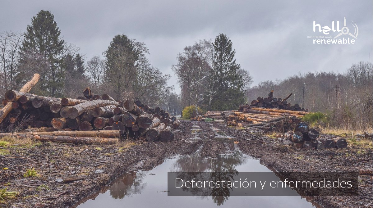 HelloRenewable's tweet photo. La creciente deforestación está permitiendo que los seres humanos entren en contacto con poblaciones de fauna silvestre portadores de enfermedades zoonóticas a las que antes no habían estado expuestos. ♻
.
.
#hellorenewable #deforestacion #enfermedades https://t.co/3I5olVsVnS