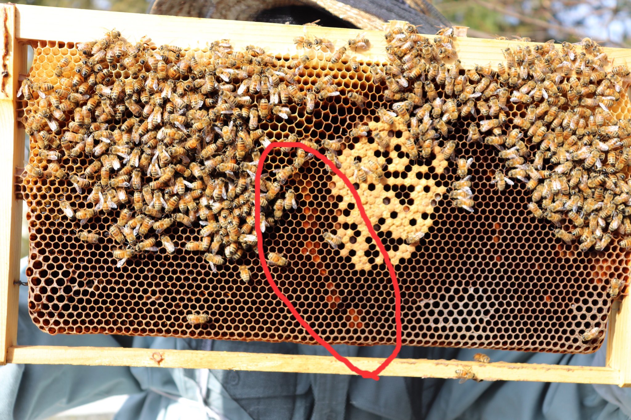 工学院大学みつばちプロジェクト 花粉団子の色は ミツバチが訪れた花の種類によって変化します 画像1 2枚目 新宿での採取 巣に持ち帰った花粉団子は 花蜜と同様に 巣房内に貯蔵され 主に幼虫のタンパク質源となります 写真3枚目 赤丸部分が花粉 工学院大学みつばちプロジェクト 花粉団子の色は ミツバチが訪れた花の種類によって変化します 画像1 2枚目 新宿での採取 巣に持ち帰った花粉団子は 花蜜と同様に 巣房内に貯蔵され 主に幼虫のタンパク質源となります 写真3枚目 赤丸部分が花粉