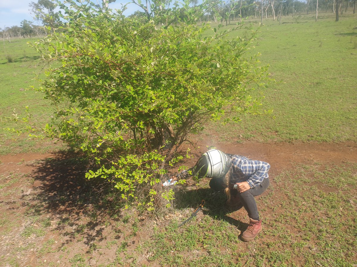 NQDRYTROPICS's tweet photo. Treating chinee apple with bio-herbicide on a property in the Upper Burdekin, part of our Linking Landholders to Frontage Country project, funded through the @LandQueensland  Natural Resource Investment Program. #WEEDS  @BiosecurityQld https://t.co/MWuoxXWHga