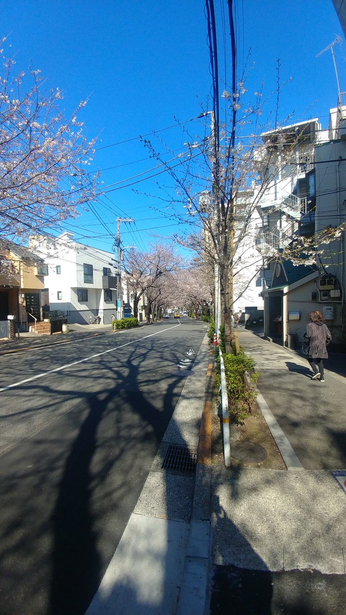 esperanza072924's tweet photo. 桜🌸のドーム
まだ満開になってない‼️ https://t.co/T0O3LaAk7C