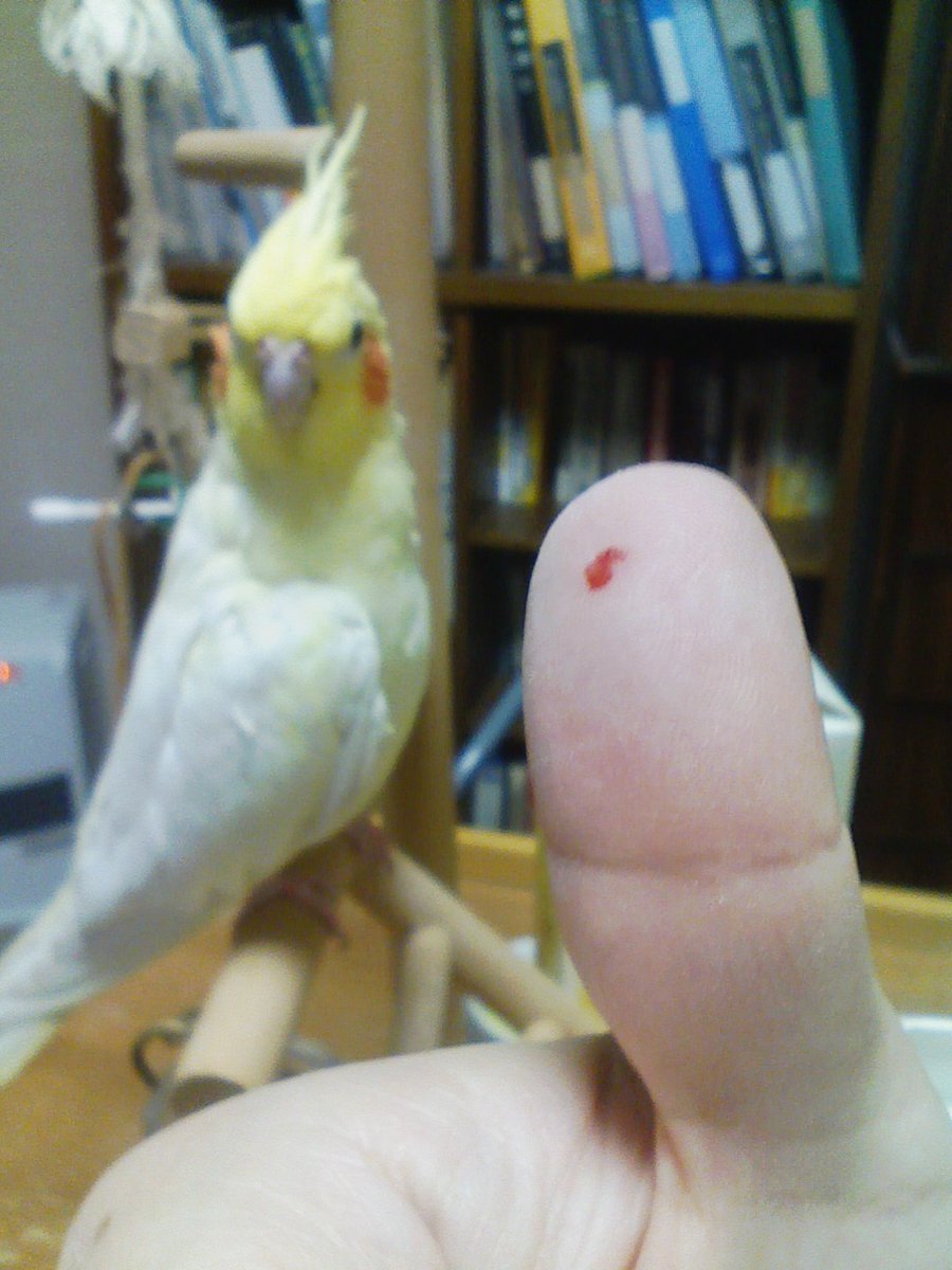 いいちこインコの飼い主 花沢りん吉 いいちこインコさんに噛まれ ても こんなモンで済むけど 雑菌が入ったりすると 思いの外 腫れたりするので反抗期の頻繁に噛む時期には注意が必要です が まぁ 避けられない面でもあるので インコやオウムの飼育
