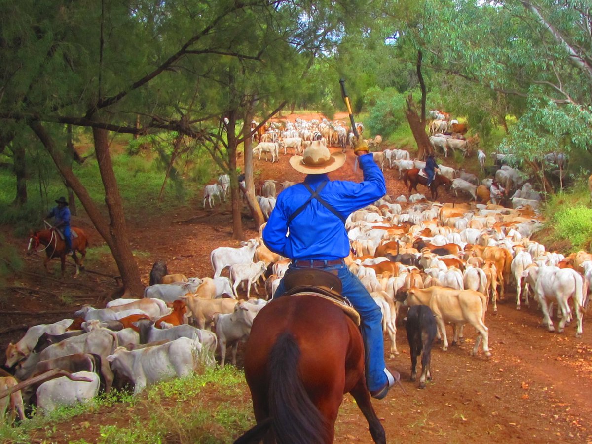NTCattlemen's tweet photo. NTCA CALLS ON PRIME MINISTER TO INTERVENE ON BUSH DELIVERIES: “This has got to be addressed. We are not talking about this affecting one or two people but we are talking properties with up to fifty people on them.” - NTCA CEO @ManikTerritory @TraceyHayesNT #COVID19au #HerdThat https://t.co/BFNx0M7G24
