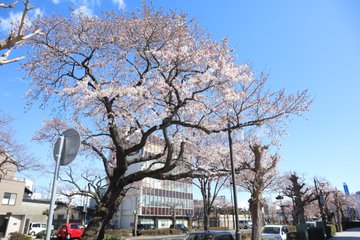 日立さくらまつり 22年の開花状況と見どころ 日立風流物は必見 茨城観光 グルメ情報ブログ イバトリ