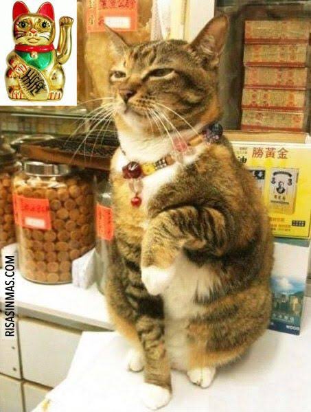 Psiquiatra_Eder's tweet photo. Gatito de la suerte 🍀 a todos los que presentaron examen en la UNAM y esta noche esperan ansiosos sus resultados!!!

Suerte, que sean seleccionados 🤗 https://t.co/xtYV78htFD