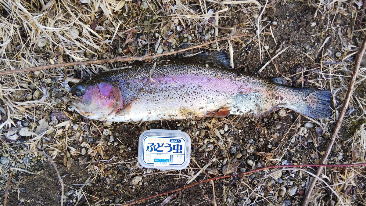 雨宮 椛 苫小牧の川にてニジマス４匹 来てよかった ただまあ残念なのは 本当はイワナとかヤマメとかを期待してたから ニジマスだけで終わってほしくはなかった やっぱりもういないのかな