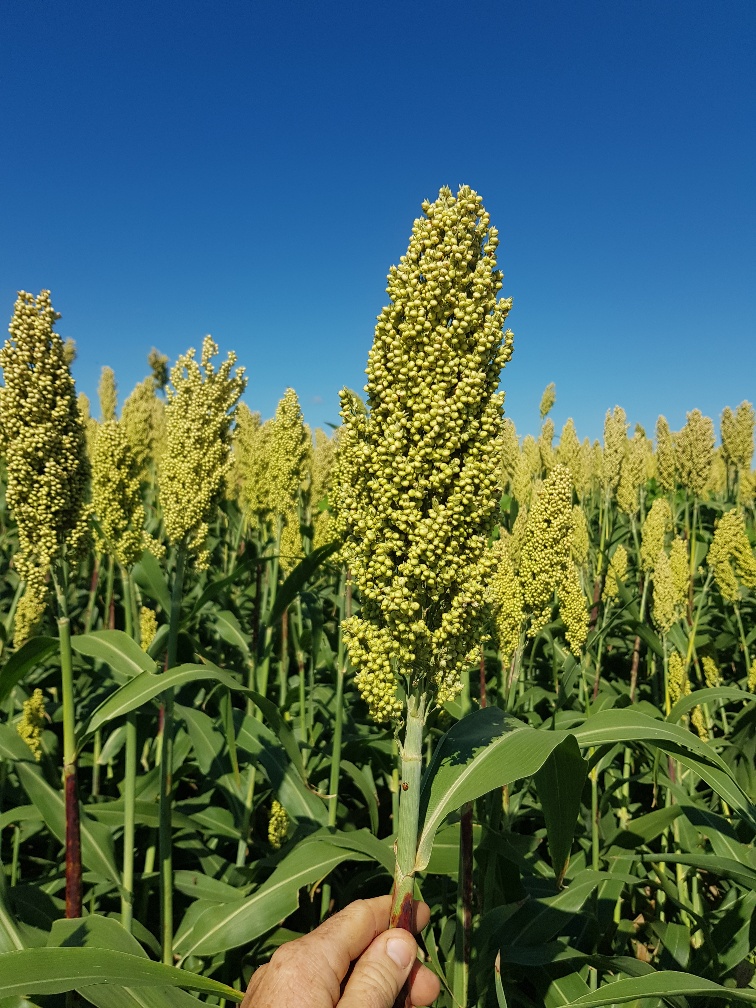 regenag's tweet photo. Beautiful result CQ client implementing full @regenag program of #biologicals #chelatedminerals #humates. Grain Sorghum Silage - 41.5T/ha. Only synthetic was starter MAP + 2 x foliar Urea. #regenag #biofert #soilhealth #cropnutrition #reducedCOP #onfarminputs #profitability https://t.co/RukALWXdfG