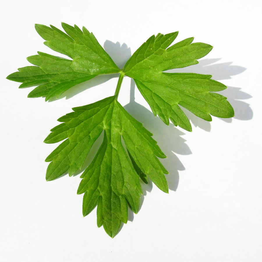 naturebygreen's tweet photo. Its perfect weather for exploring & investigating light, shade & shadows #Primaryscience #Art #NatureRichLearning
Use white paper, a cake board, crumpled tin foil or similar reflective surface to reflect light onto shaded areas.
Please share your photos
#homelearning #education https://t.co/BSw8B1FGqJ