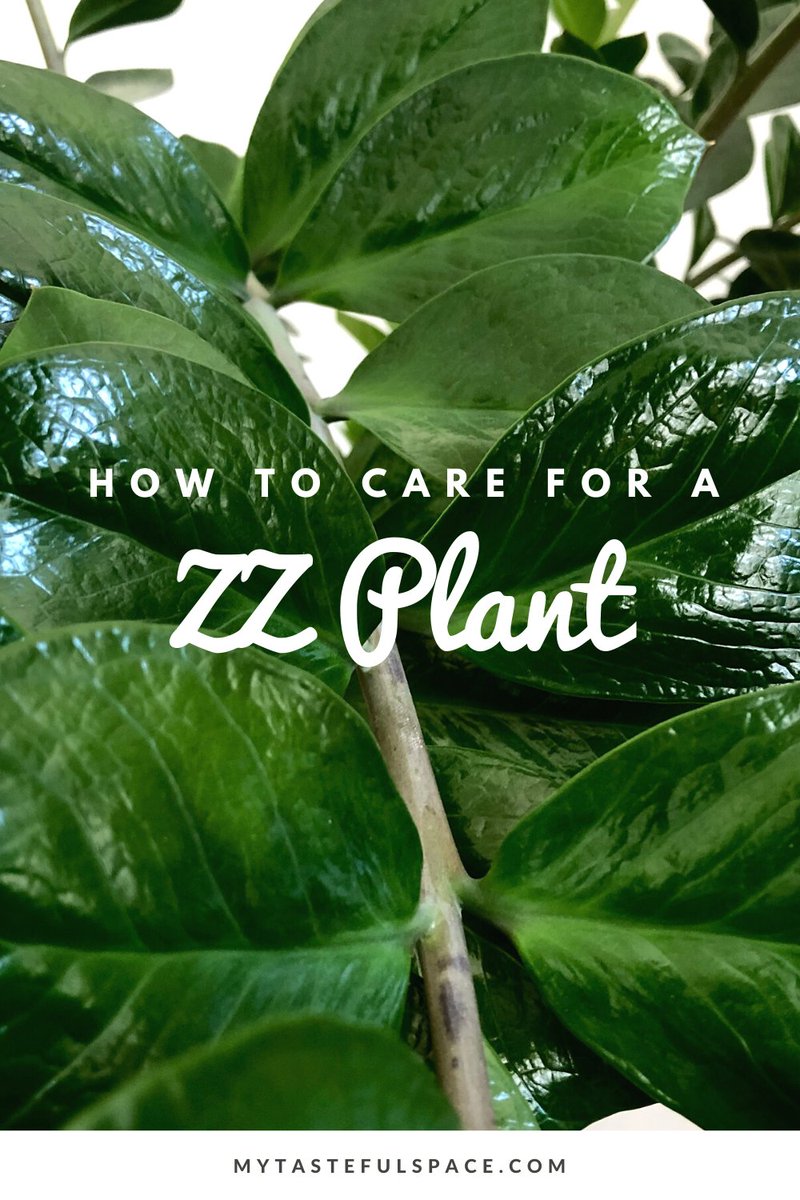 ZZ Plant benefits and care tips. #zzplant #zanzibargem #zamioculcaszamiifolia #easyindoorplants #bestindoorplants #lowlightplants #lowwateringplants #indoorplantslowlight #commonhouseplants #hardtokillplants #impossib...